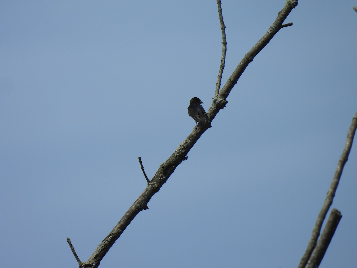 Barn Swallow - ML620671649