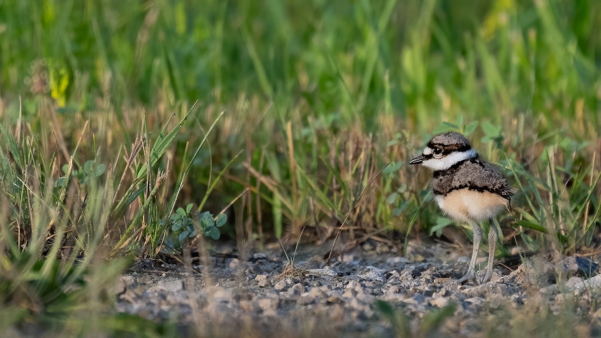 Killdeer - ML620671650