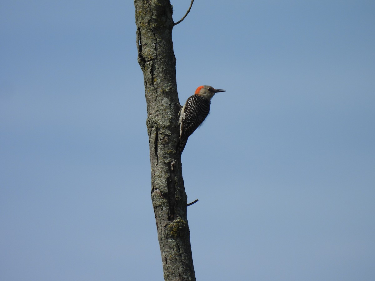 Red-bellied Woodpecker - ML620671651