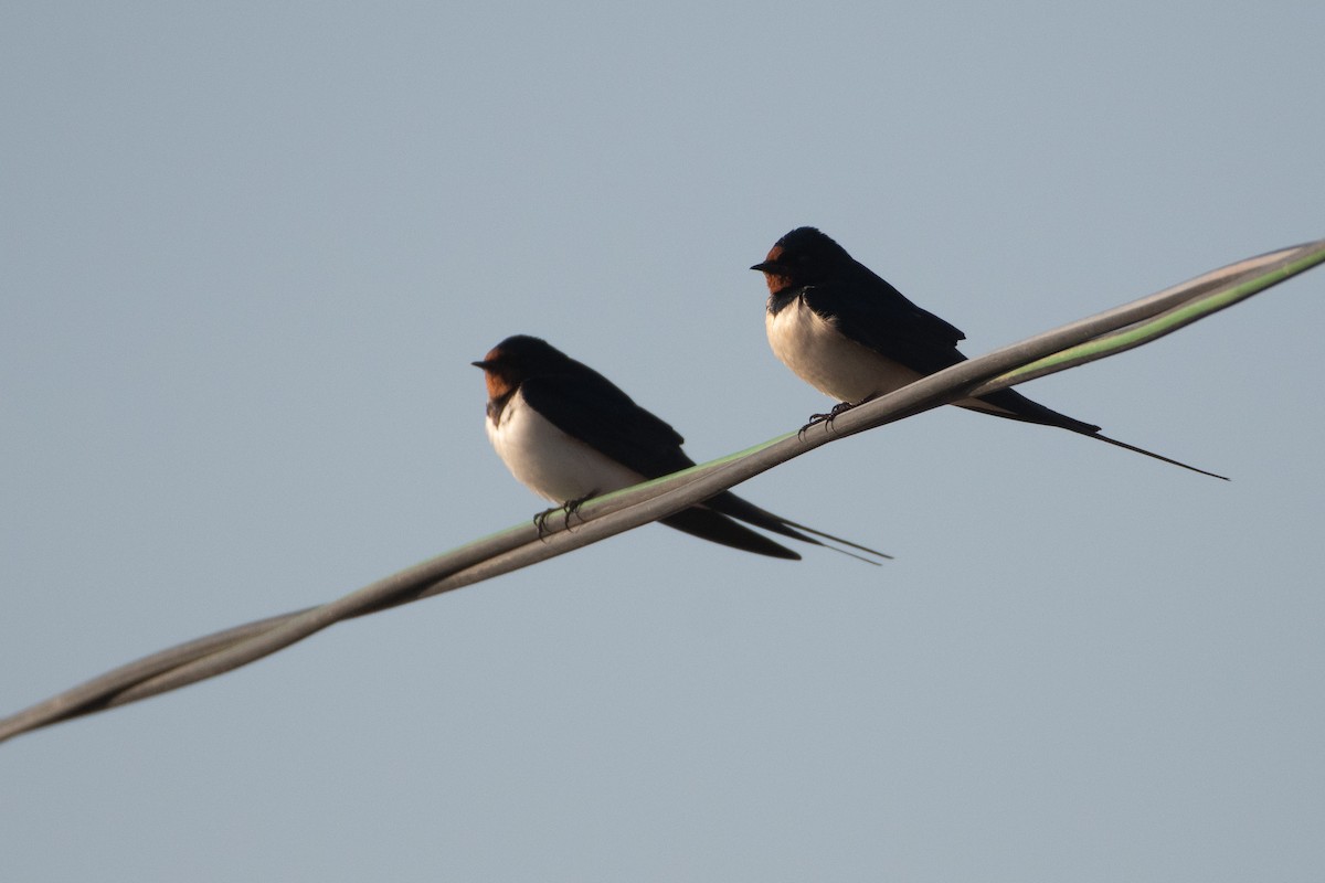 Barn Swallow (White-bellied) - ML620671652