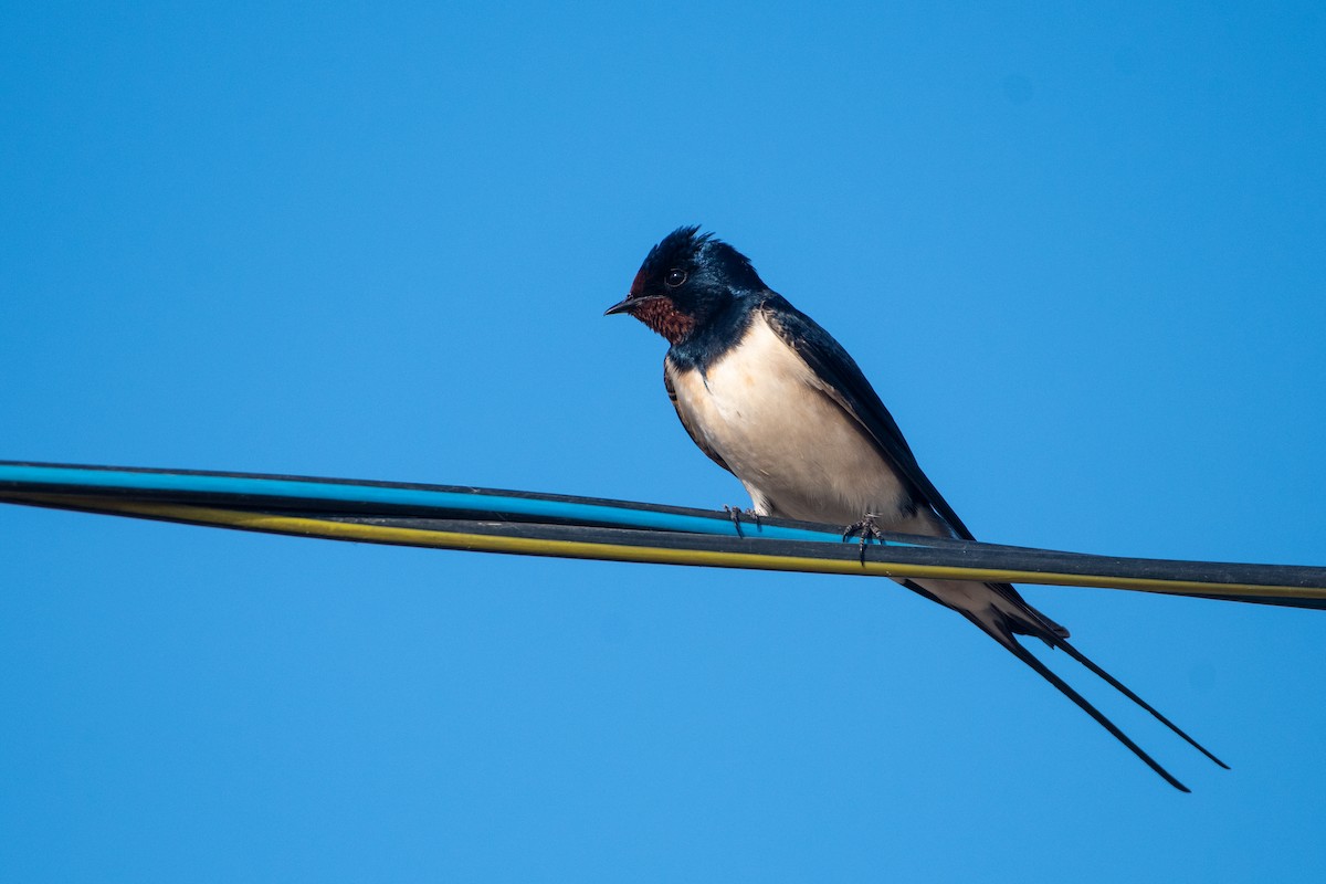 Barn Swallow (White-bellied) - ML620671653