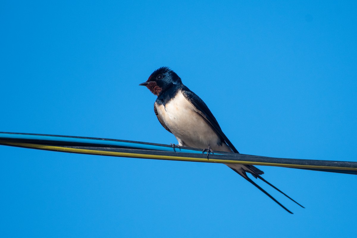 Barn Swallow (White-bellied) - ML620671654