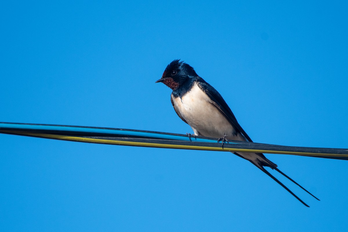 Barn Swallow (White-bellied) - ML620671655