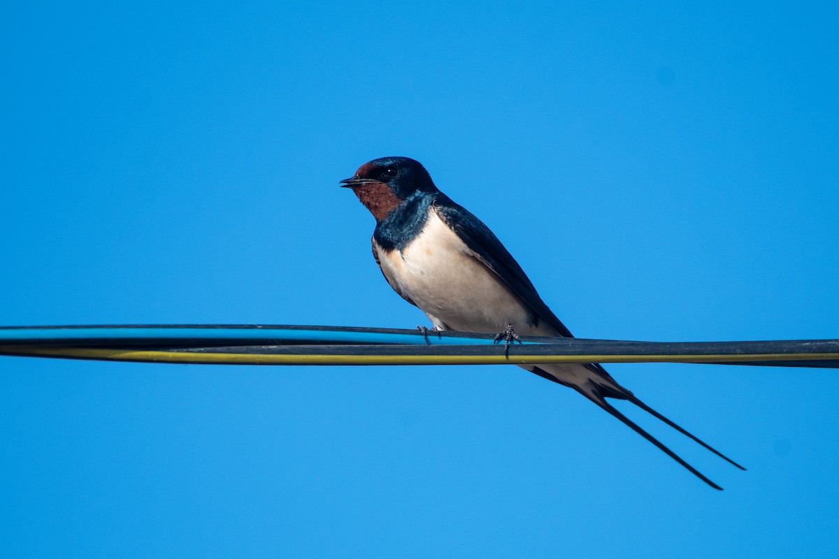 Barn Swallow (White-bellied) - ML620671656