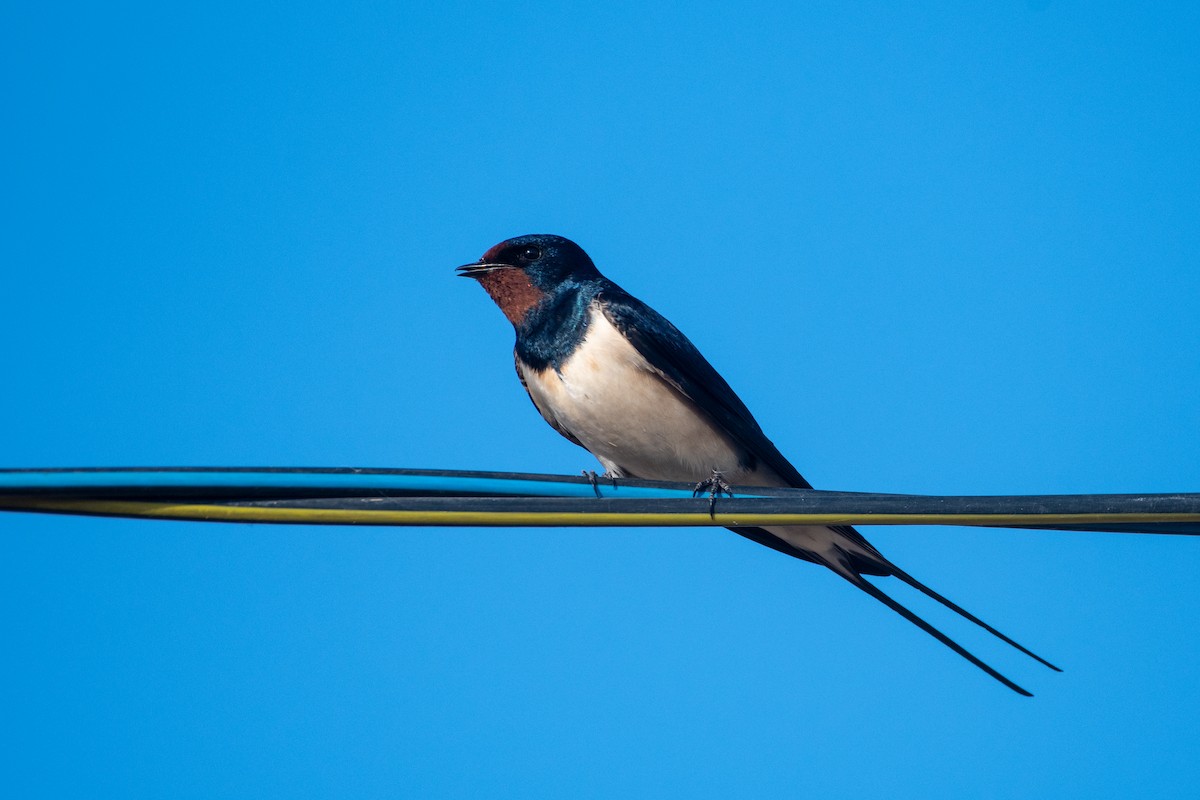 Barn Swallow (White-bellied) - ML620671657