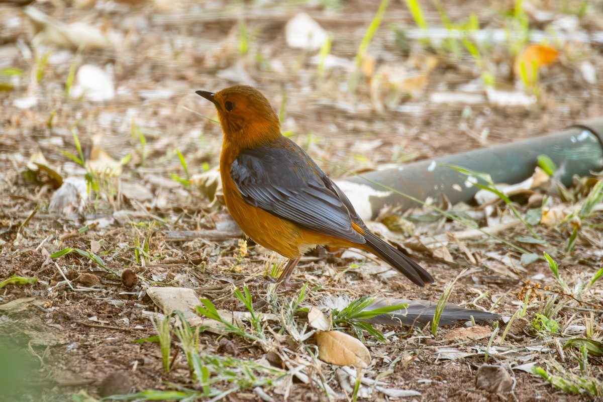 Red-capped Robin-Chat - ML620671658