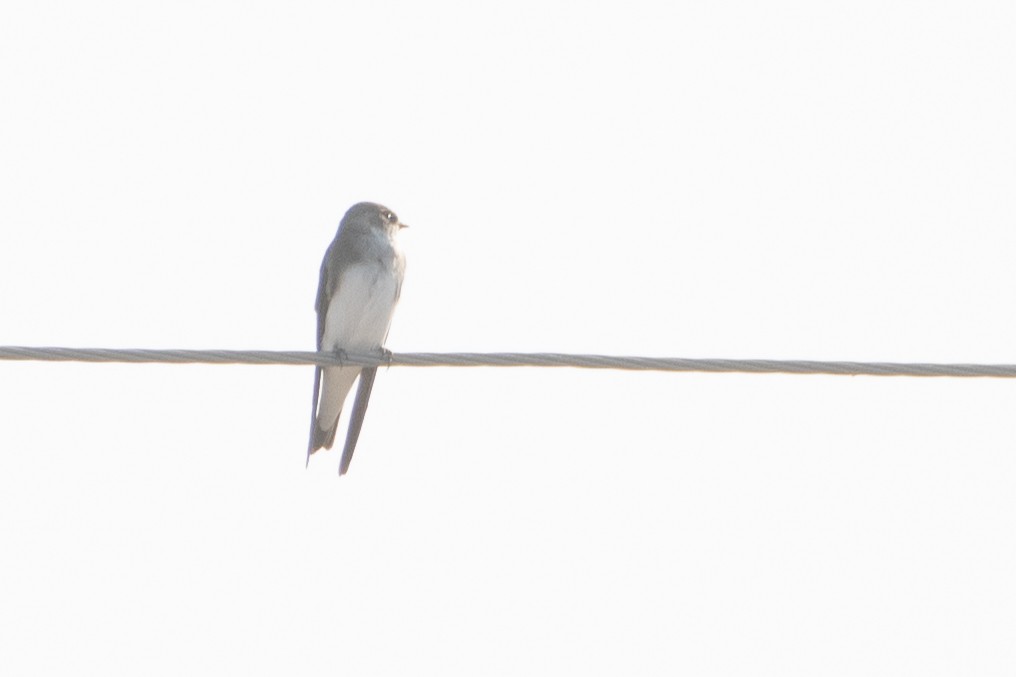 Pale Martin - ML620671665