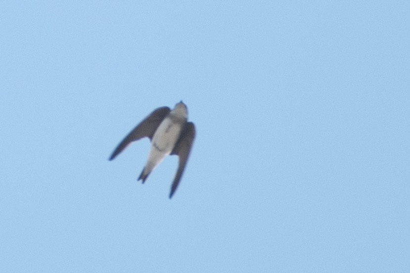 Pale Martin - ML620671667