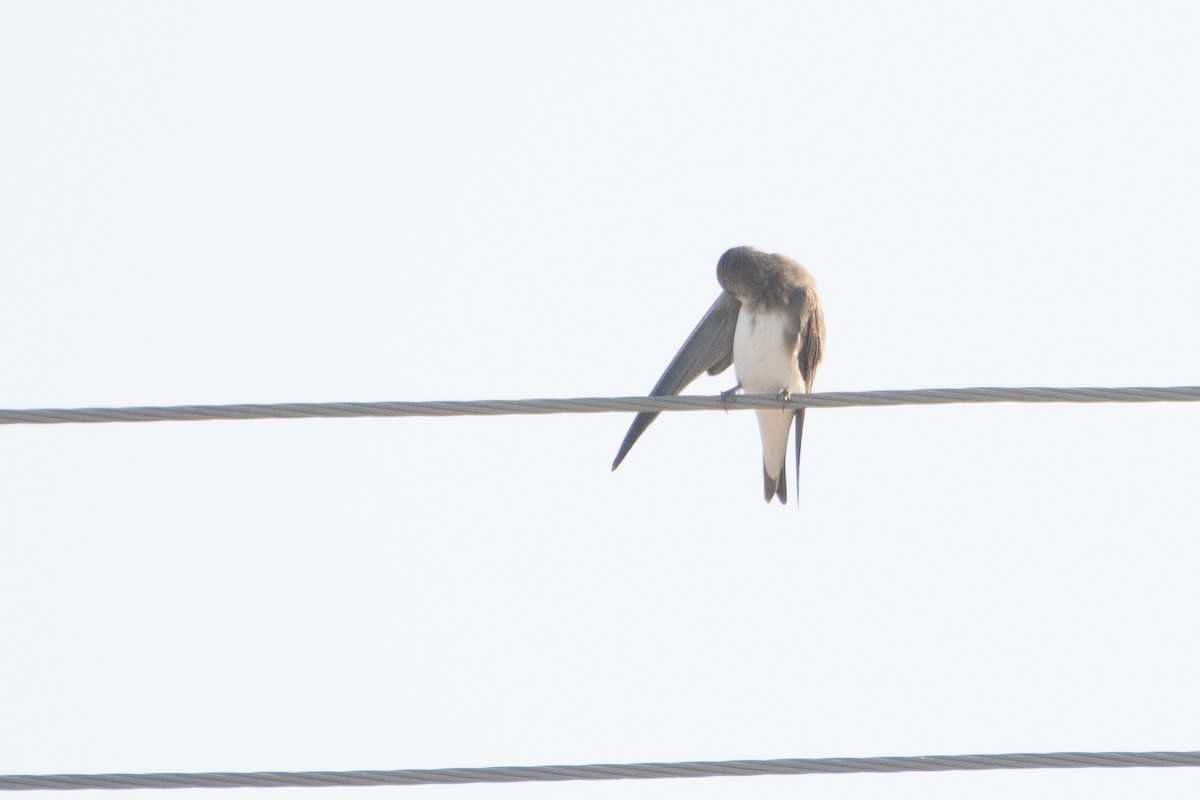 Pale Martin - ML620671668