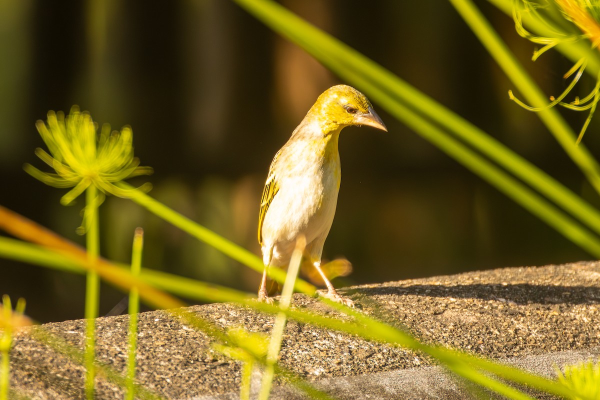 Village Weaver - ML620671696