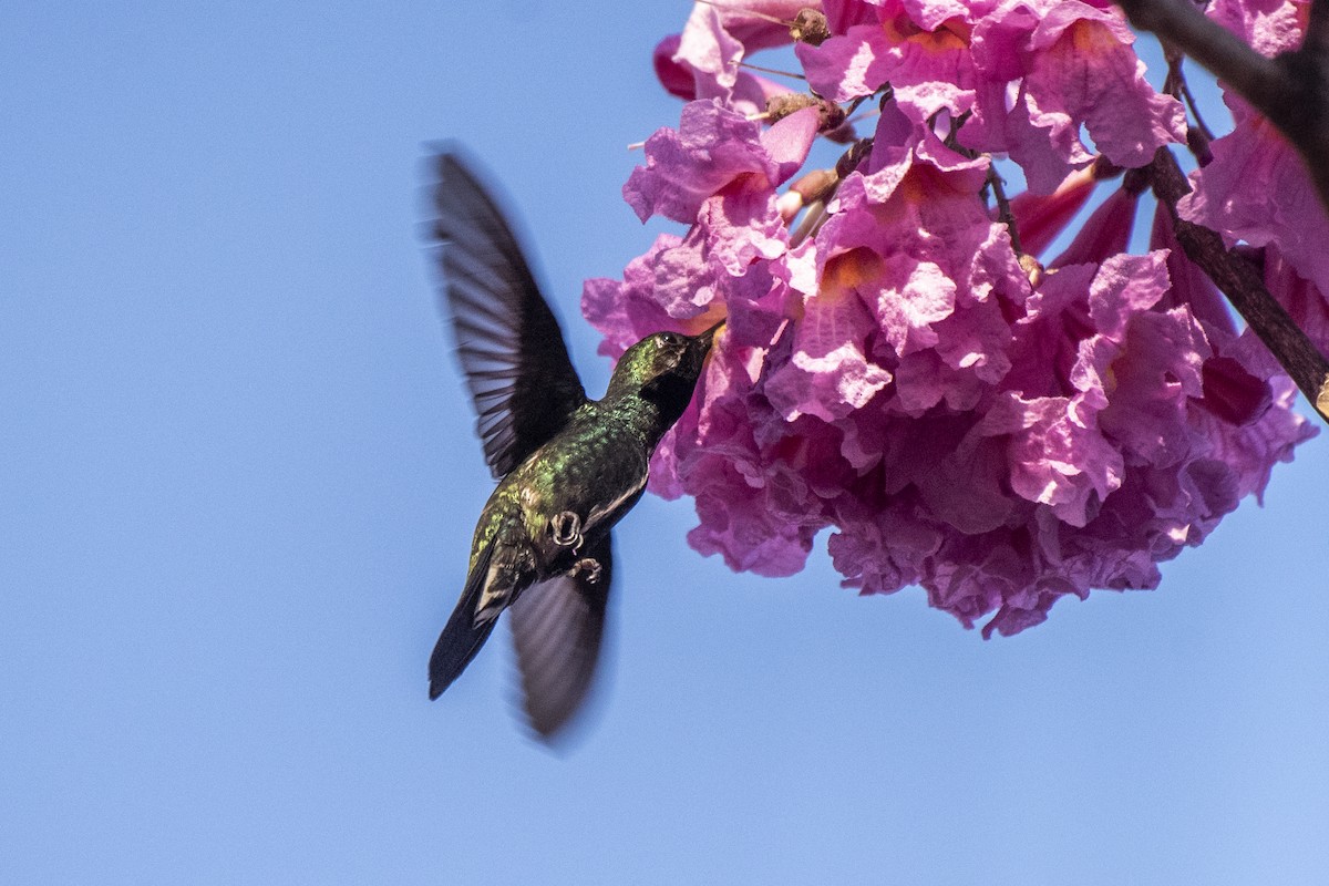 kolibřík fialovolímcový - ML620671698
