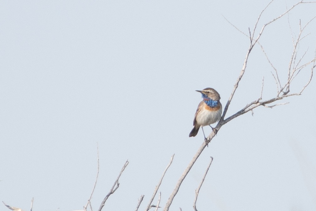 Bluethroat (Red-spotted) - ML620671703
