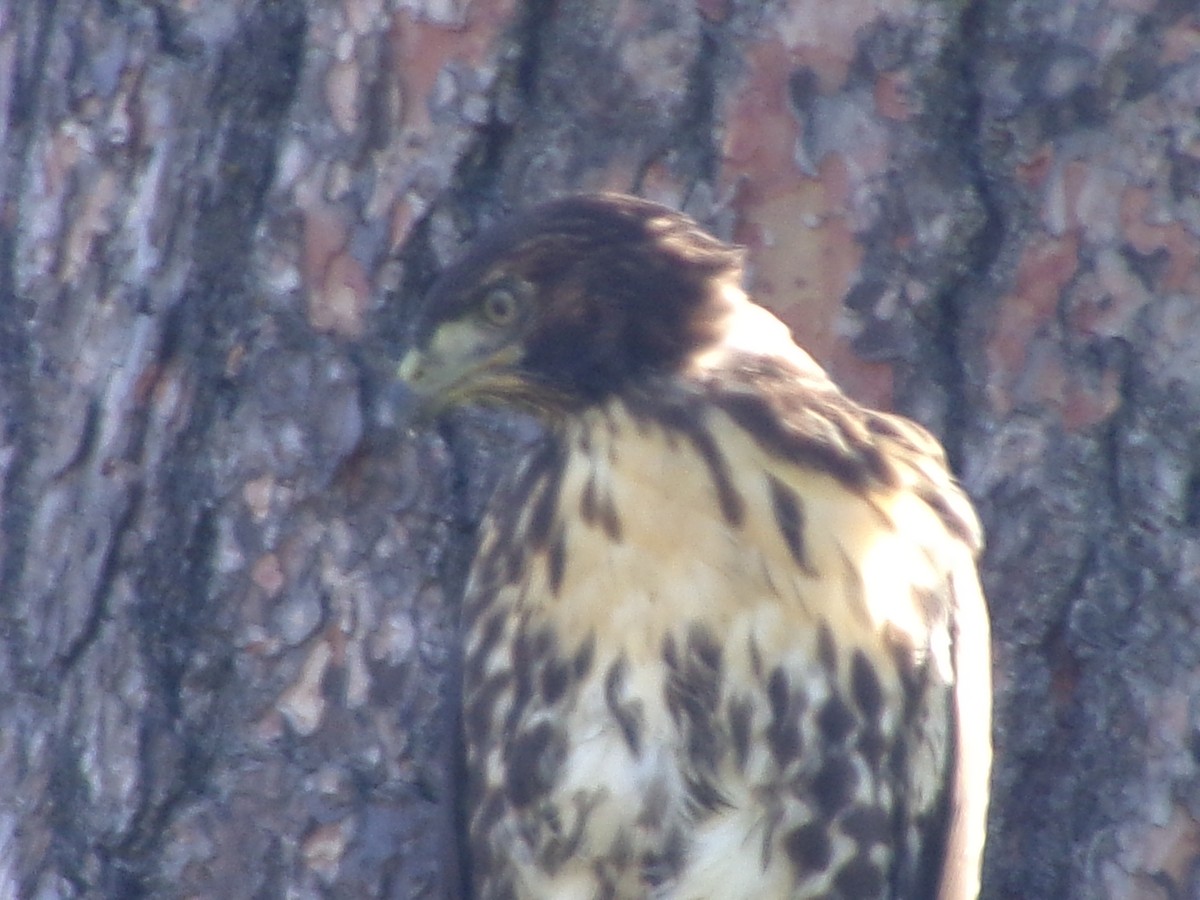 Red-tailed Hawk - ML620671706
