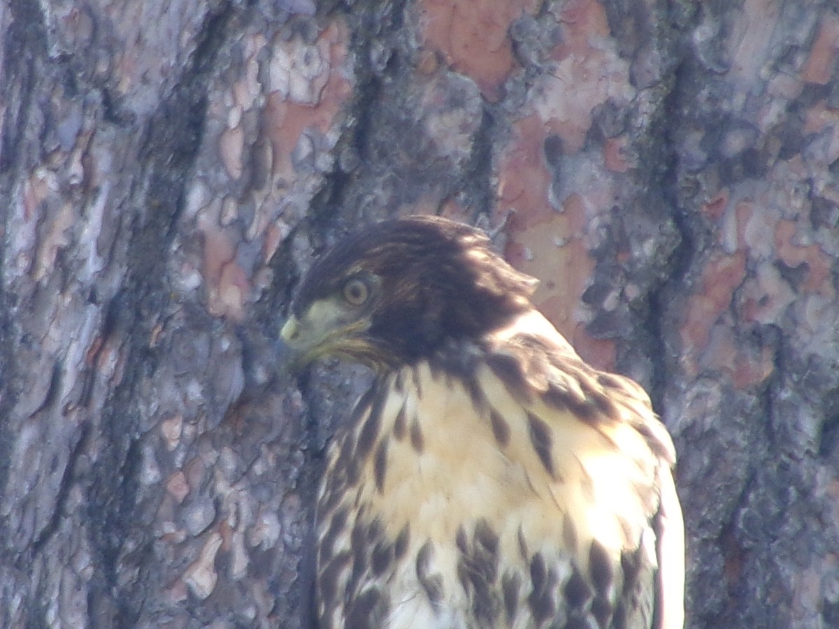 Red-tailed Hawk - ML620671707