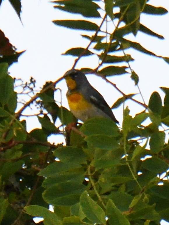 Parula Norteña - ML620671708