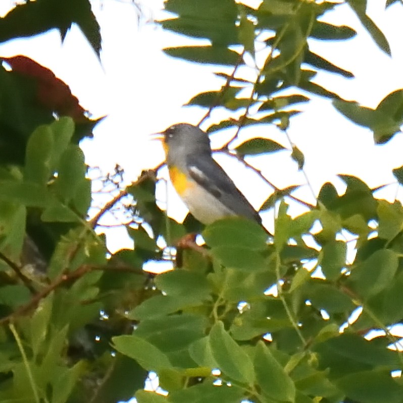 Northern Parula - ML620671709