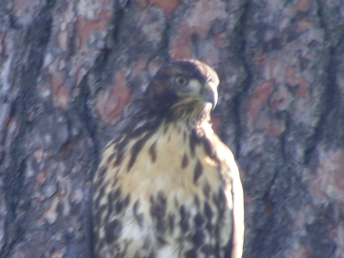 Red-tailed Hawk - Jacob Beus