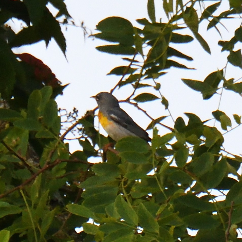 Northern Parula - ML620671711