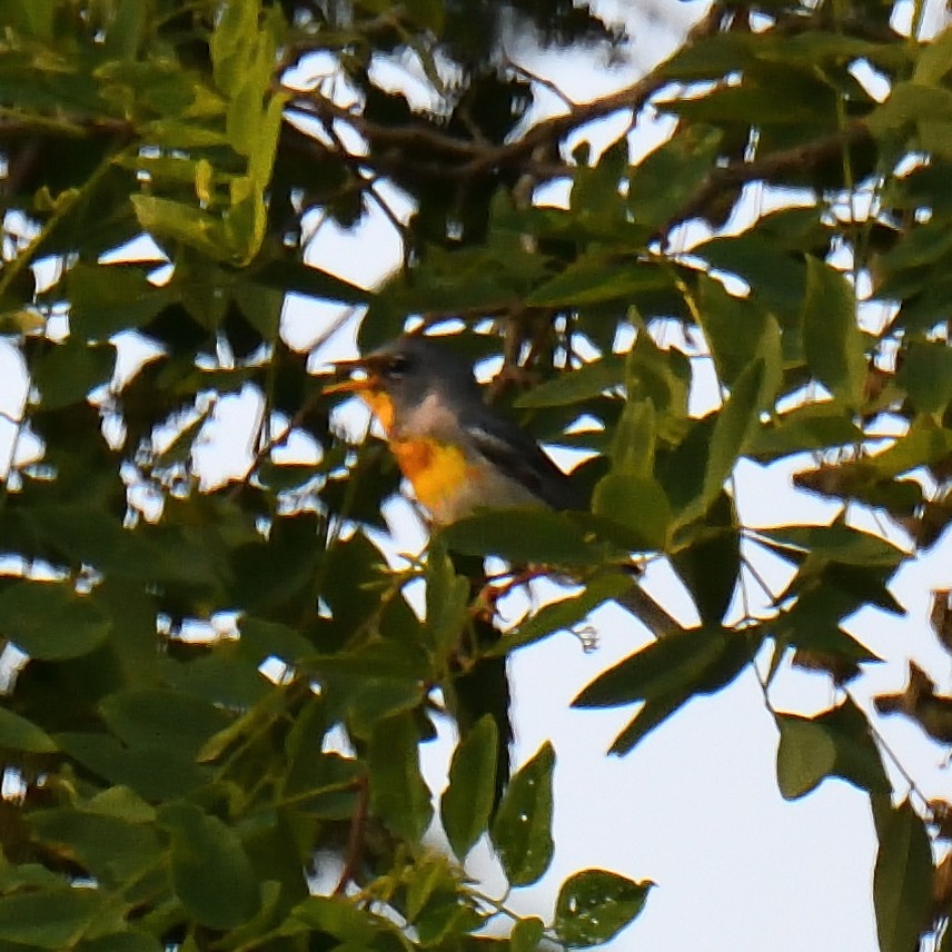 Northern Parula - ML620671713