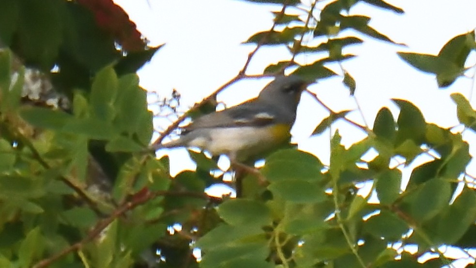 Northern Parula - ML620671714