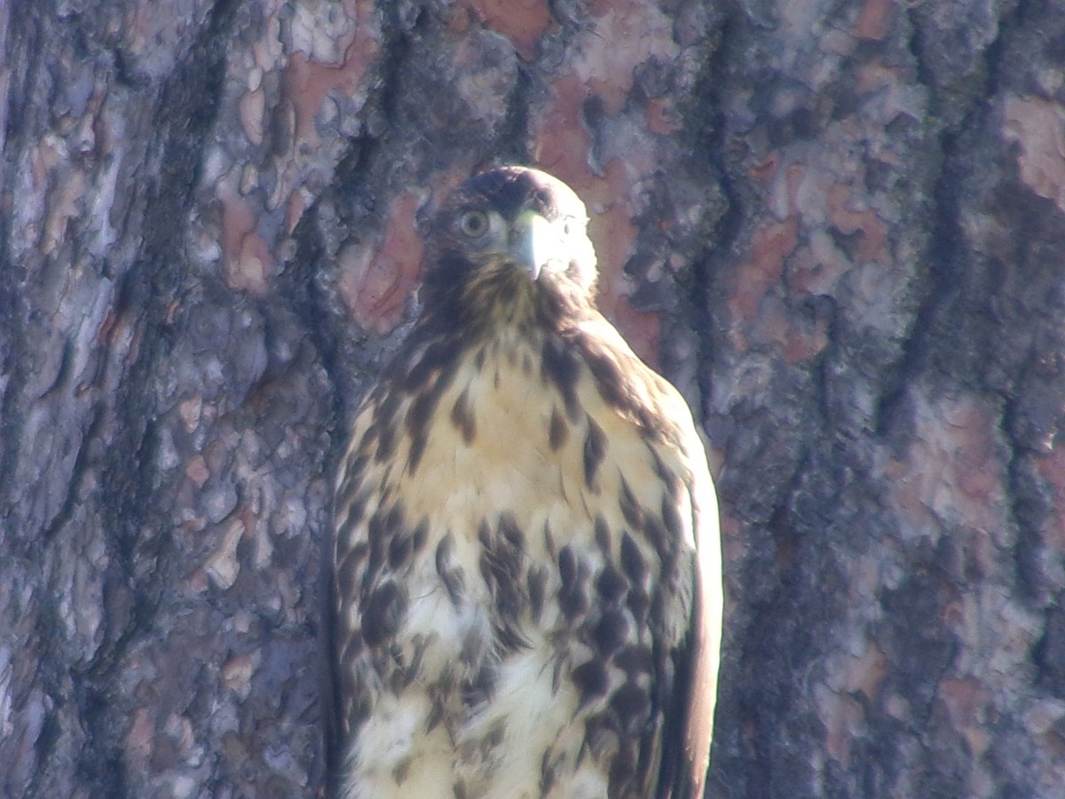 Red-tailed Hawk - ML620671719