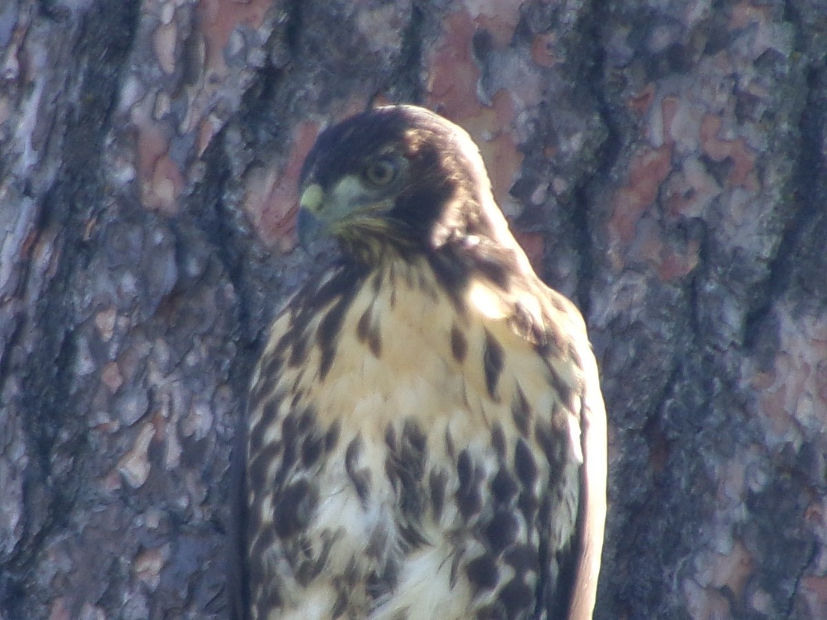 Red-tailed Hawk - ML620671721