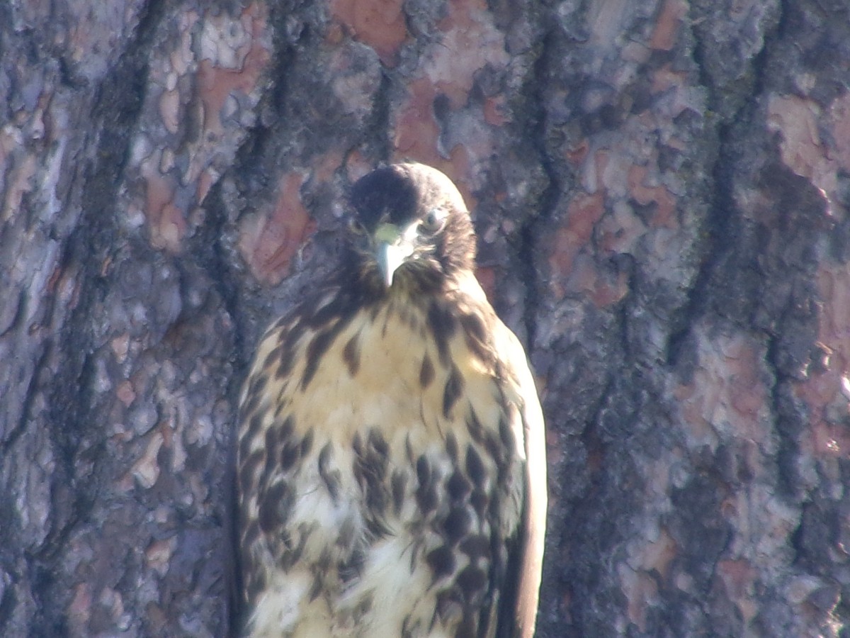 Red-tailed Hawk - ML620671722