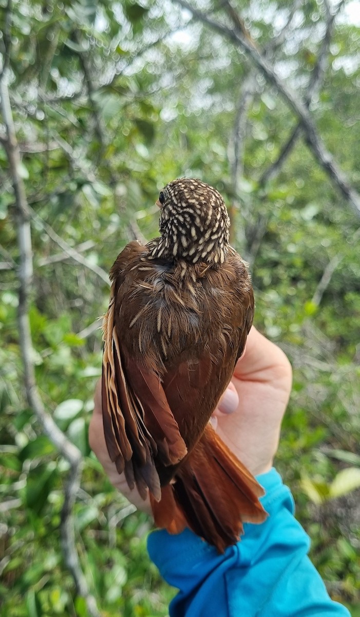 Striped Woodcreeper - ML620671723