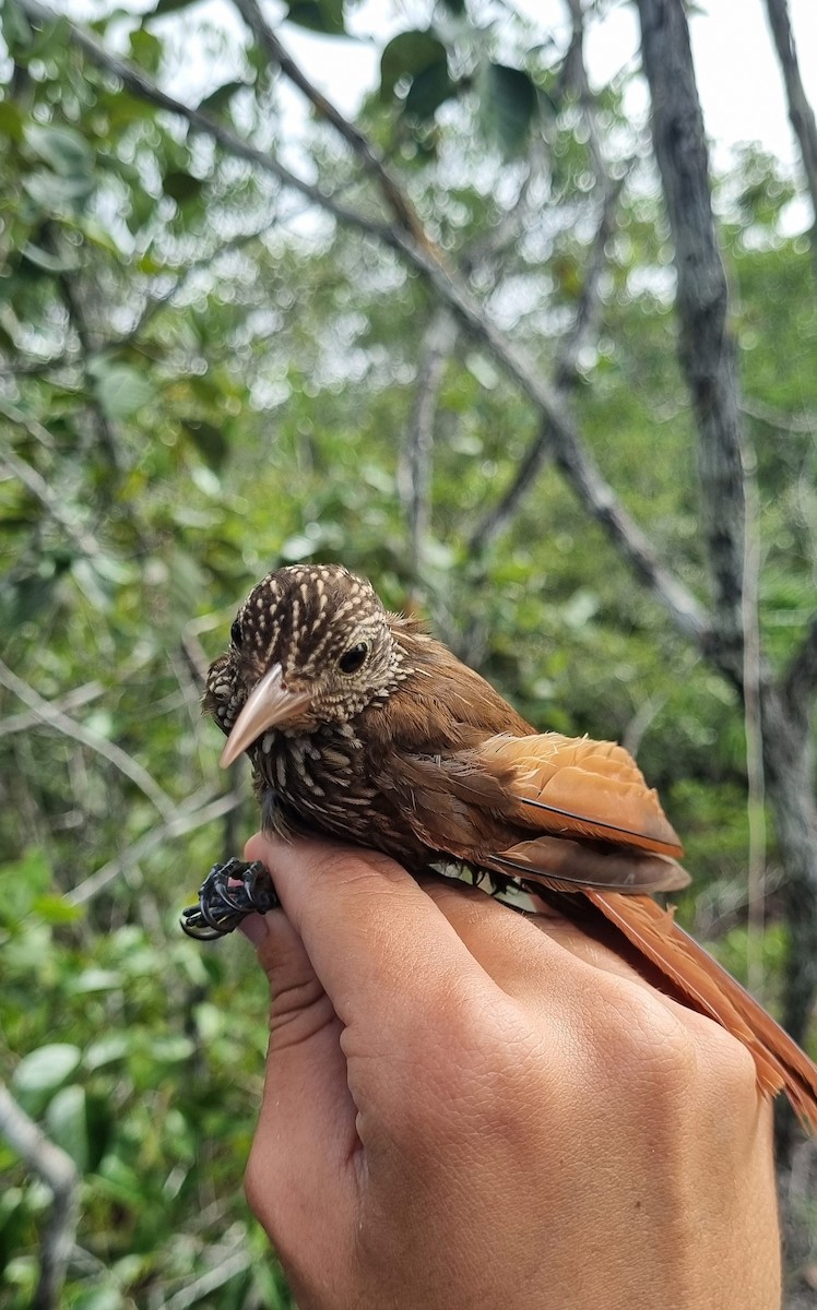 Striped Woodcreeper - ML620671724