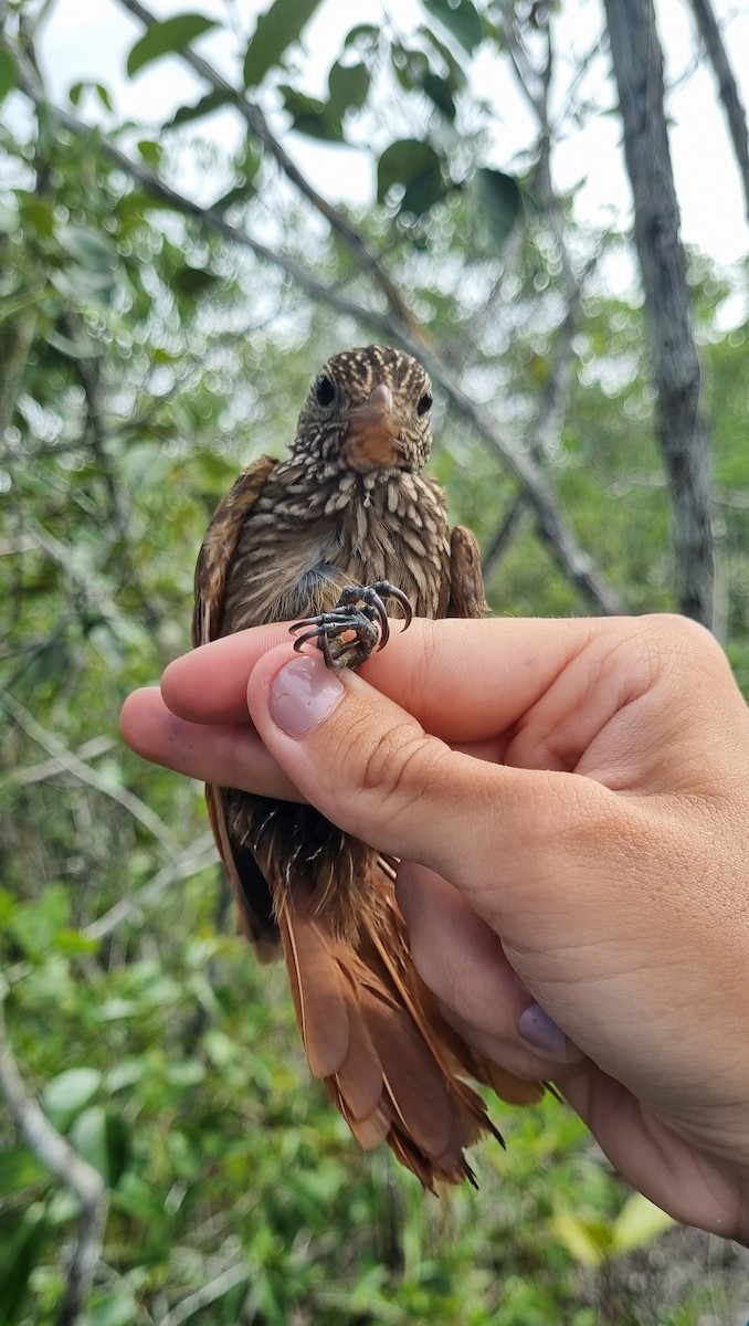 Striped Woodcreeper - ML620671725