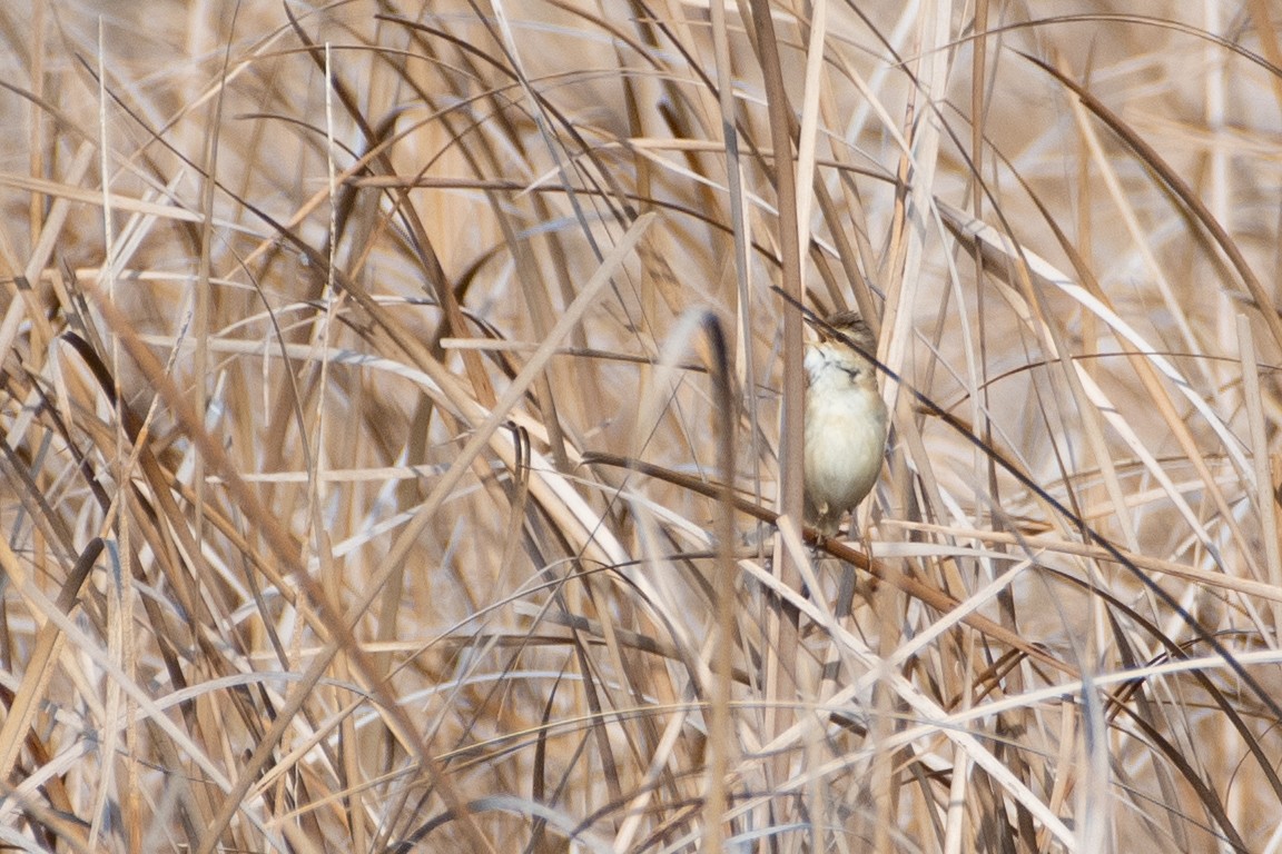 Paddyfield Warbler - ML620671728