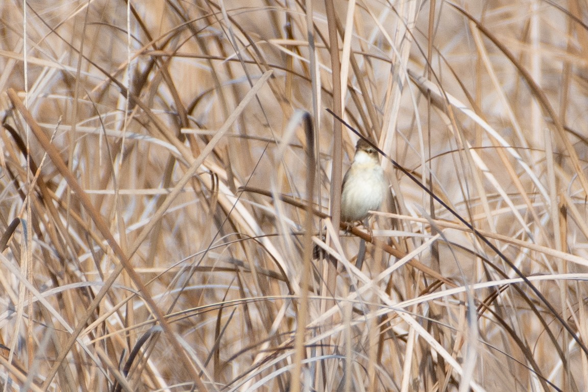 Paddyfield Warbler - ML620671730