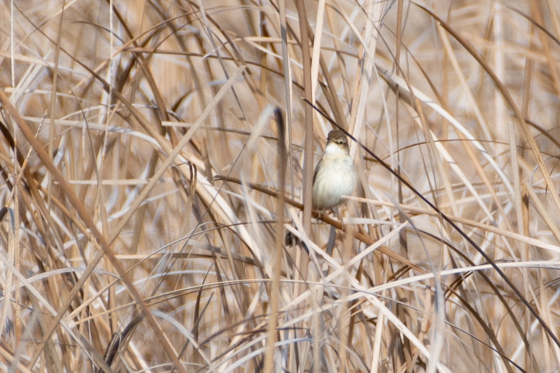 Paddyfield Warbler - ML620671731