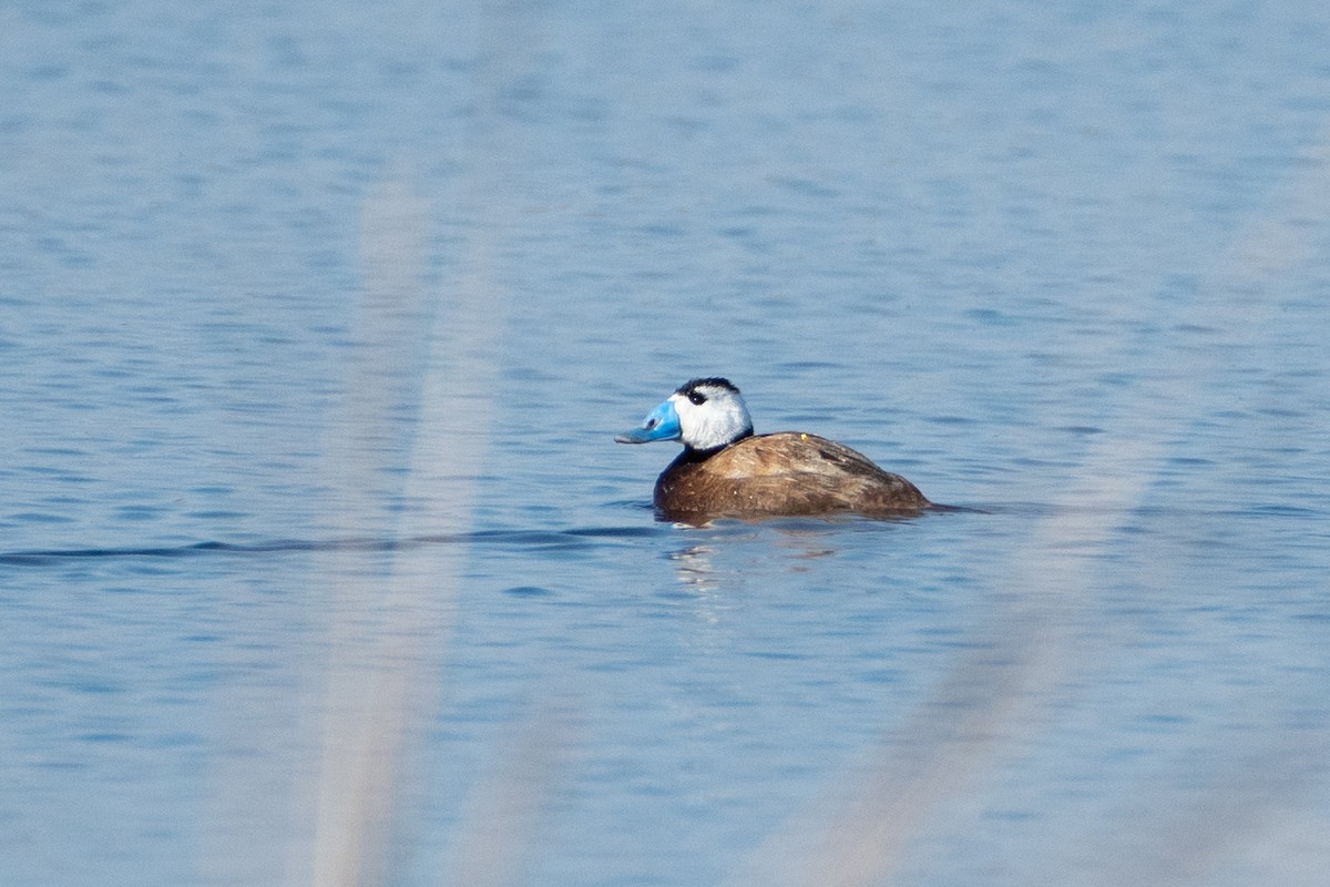 White-headed Duck - ML620671743