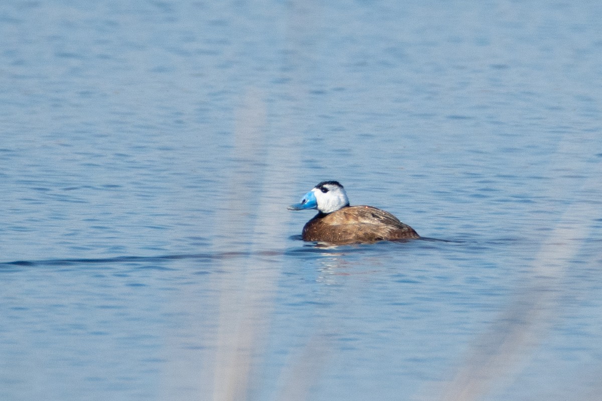 White-headed Duck - ML620671744