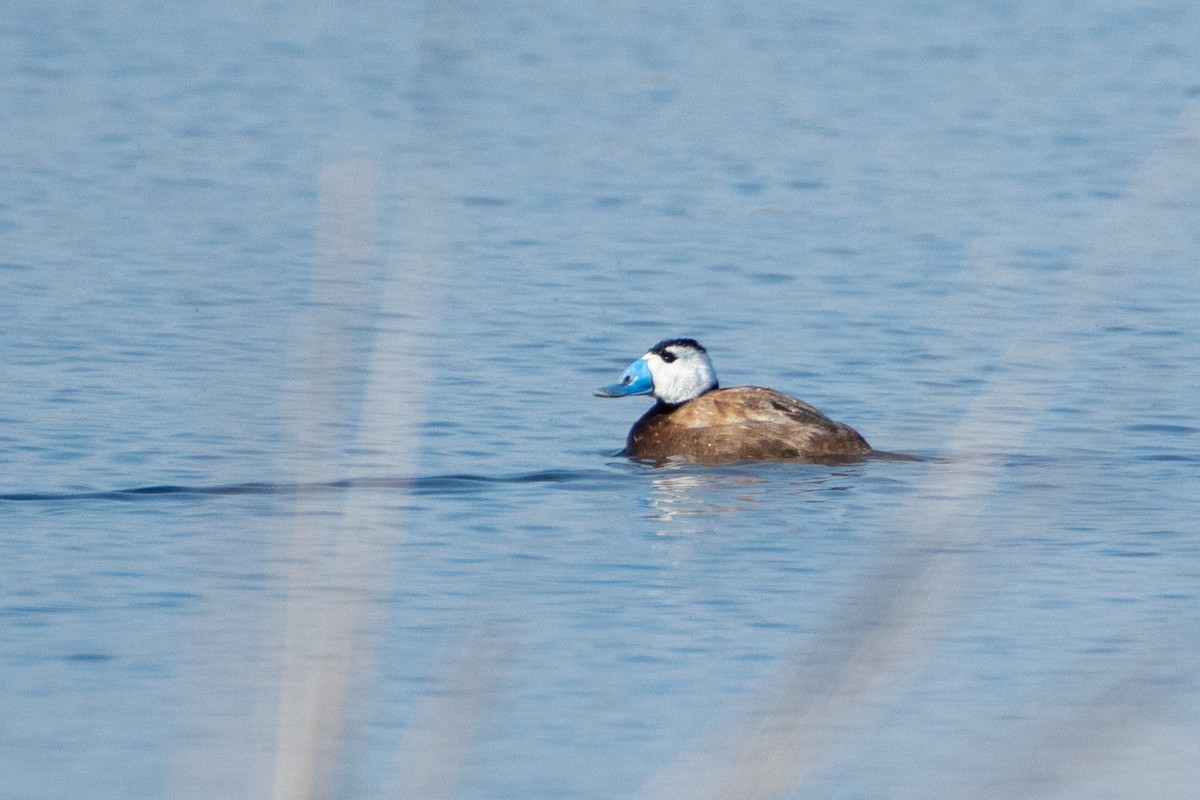 White-headed Duck - ML620671747