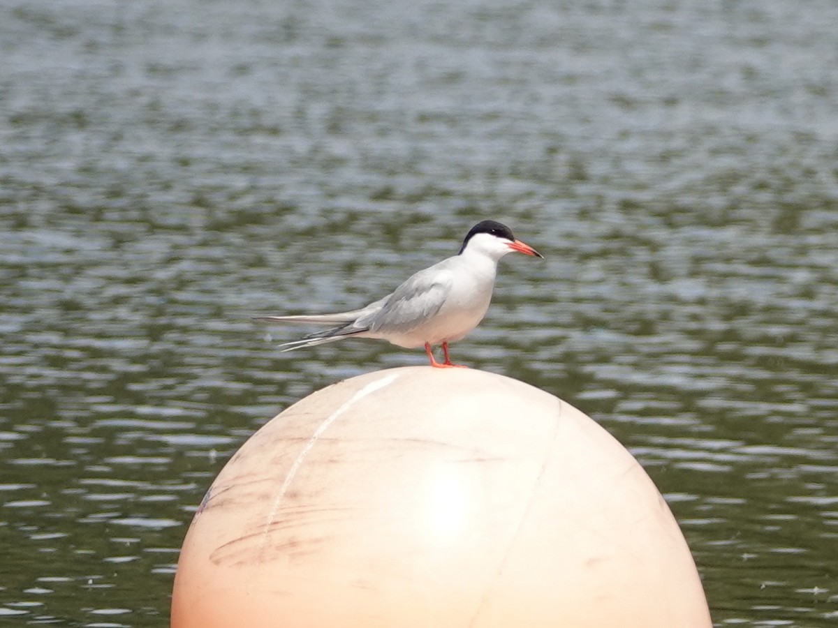 Common Tern - ML620671749