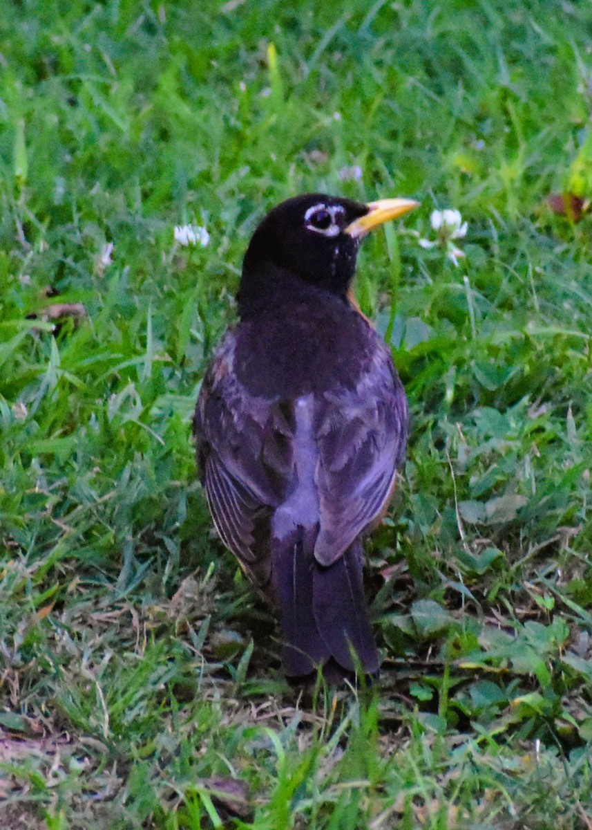 American Robin - ML620671752