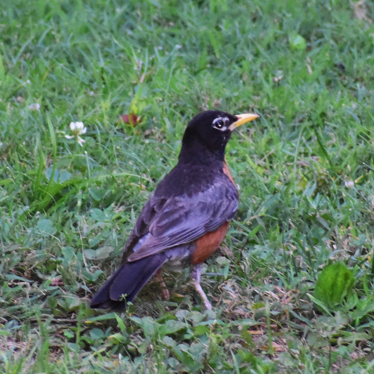 American Robin - ML620671753