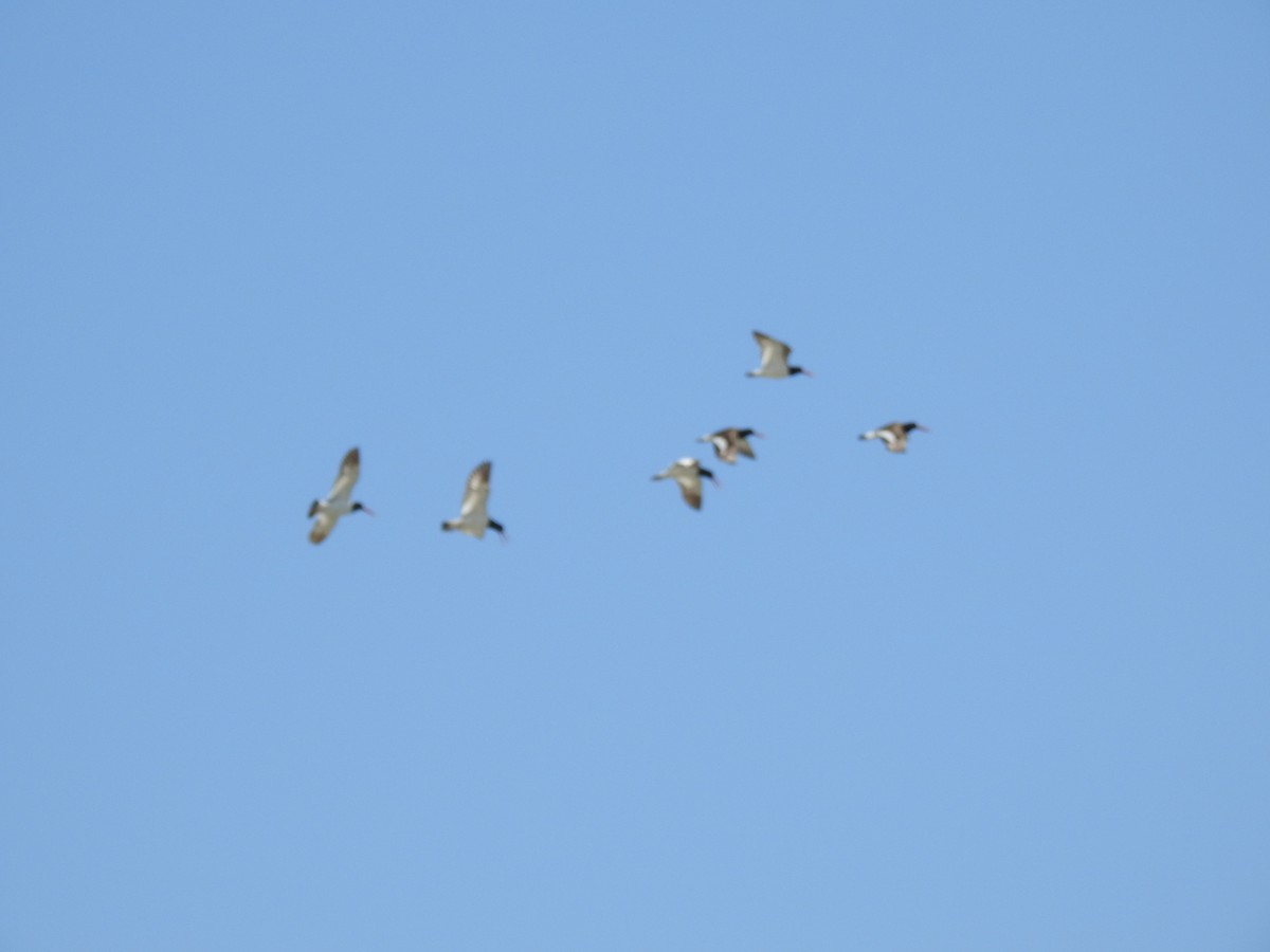 American Oystercatcher - ML620671754