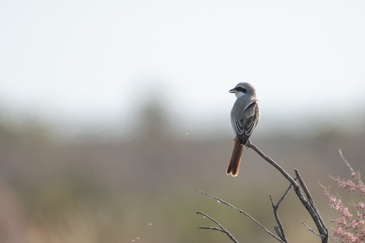 Red-tailed Shrike - ML620671755