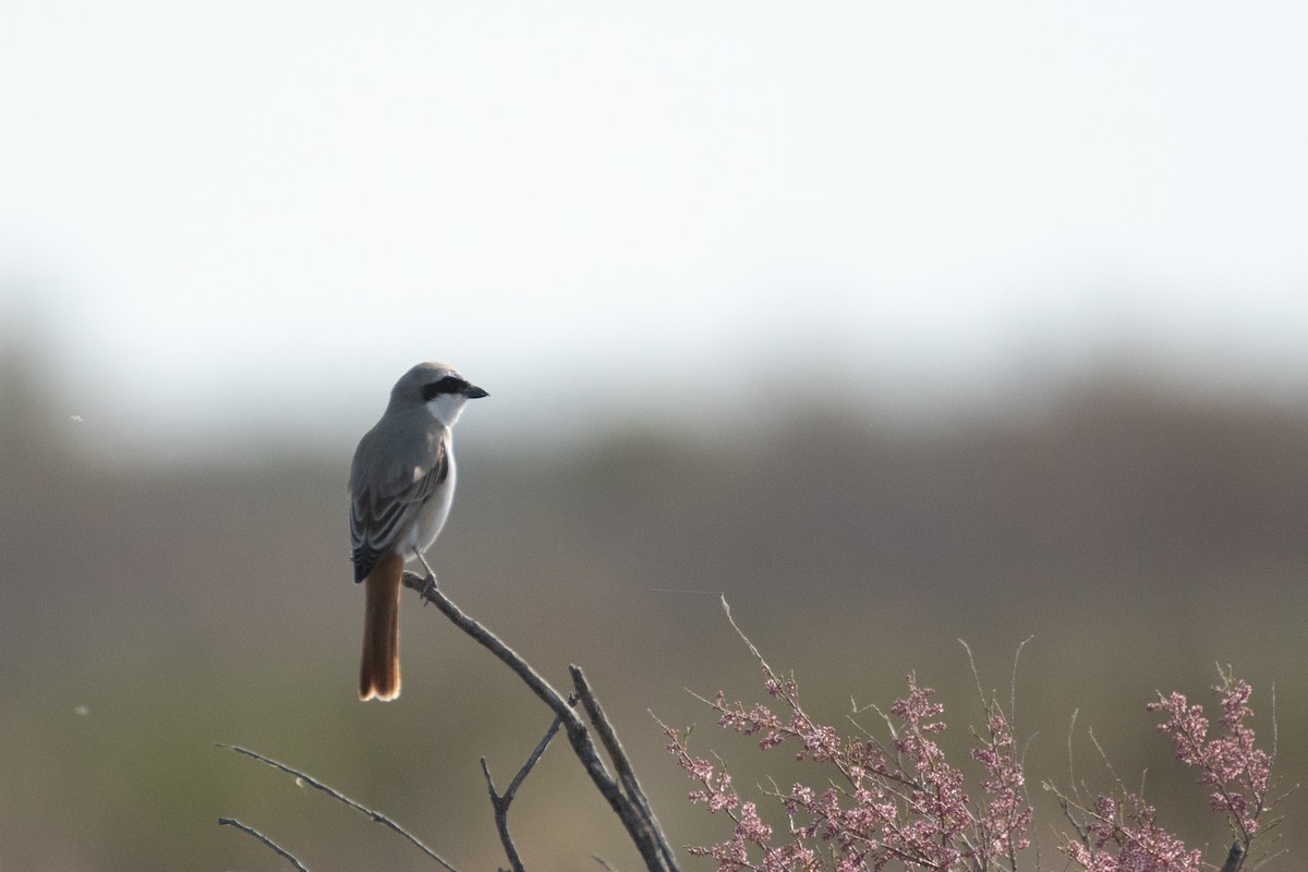 Red-tailed Shrike - ML620671756