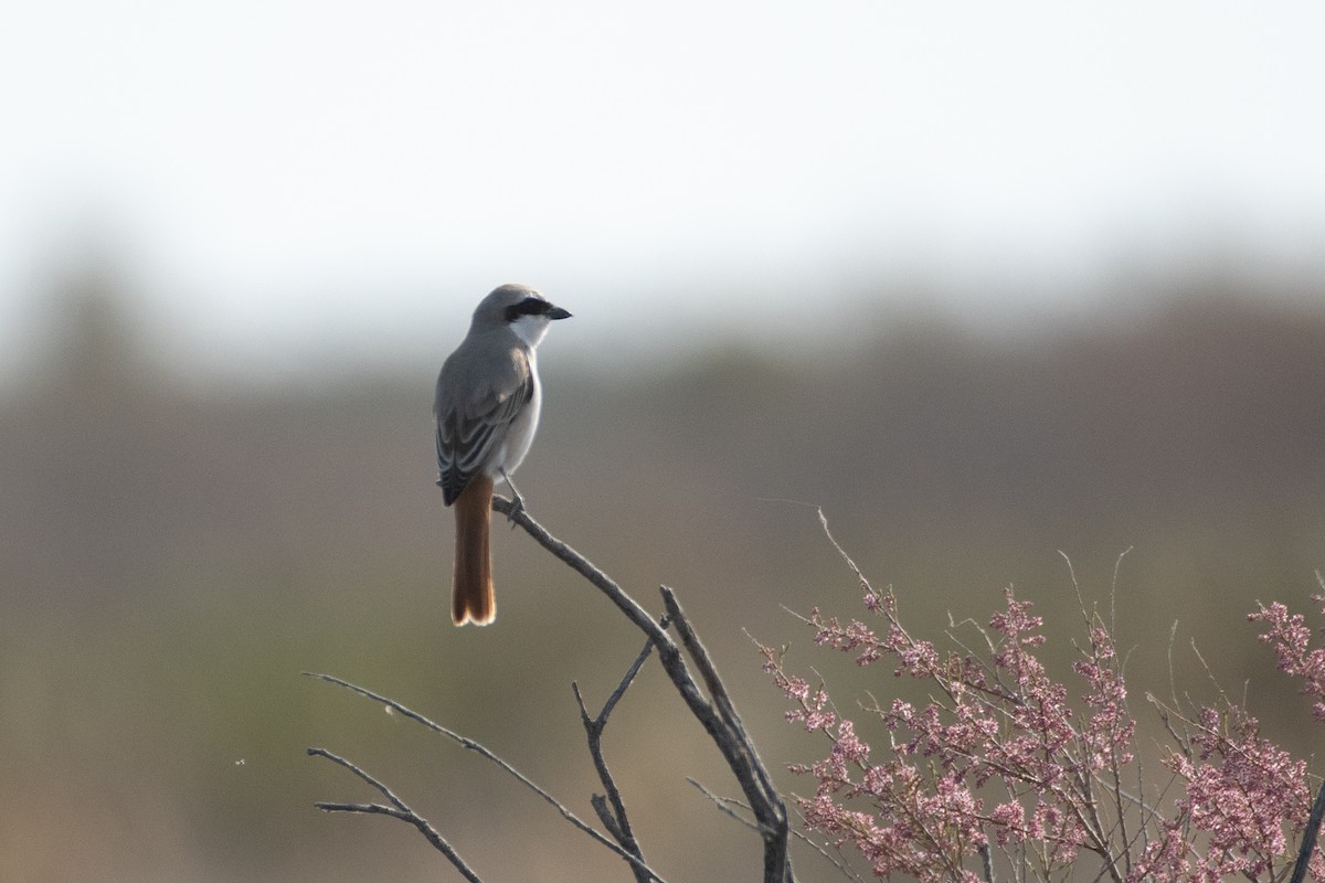 Red-tailed Shrike - ML620671757