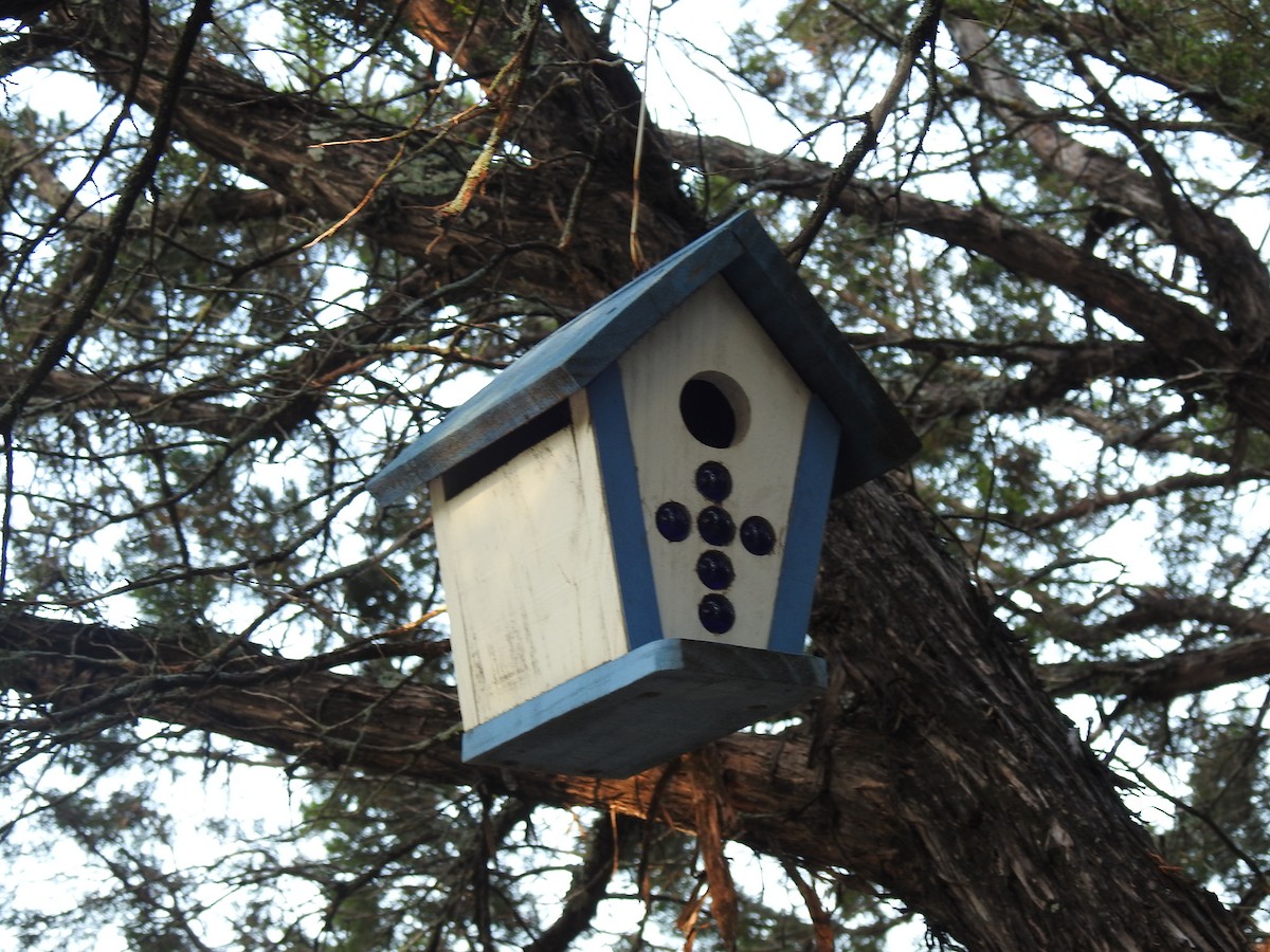 Black-crested Titmouse - ML620671758