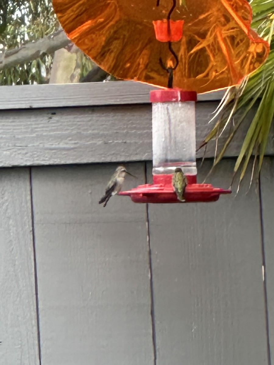 Anna's Hummingbird - ML620671759