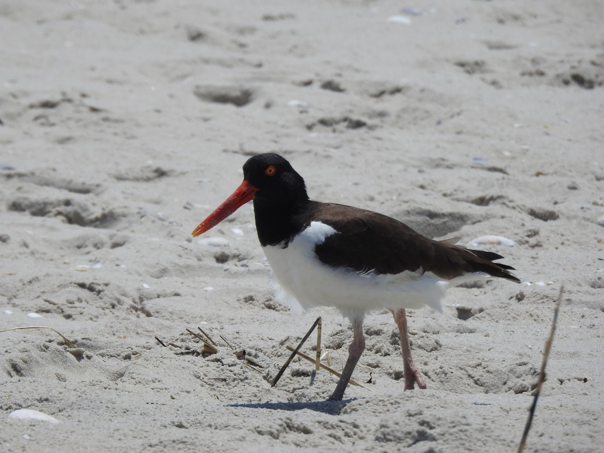 American Oystercatcher - ML620671760