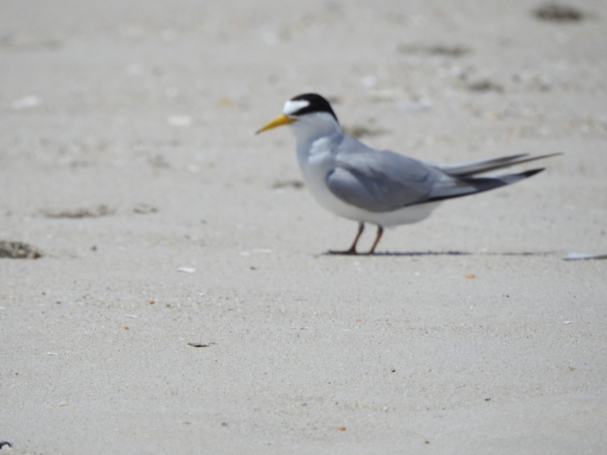 Least Tern - ML620671764