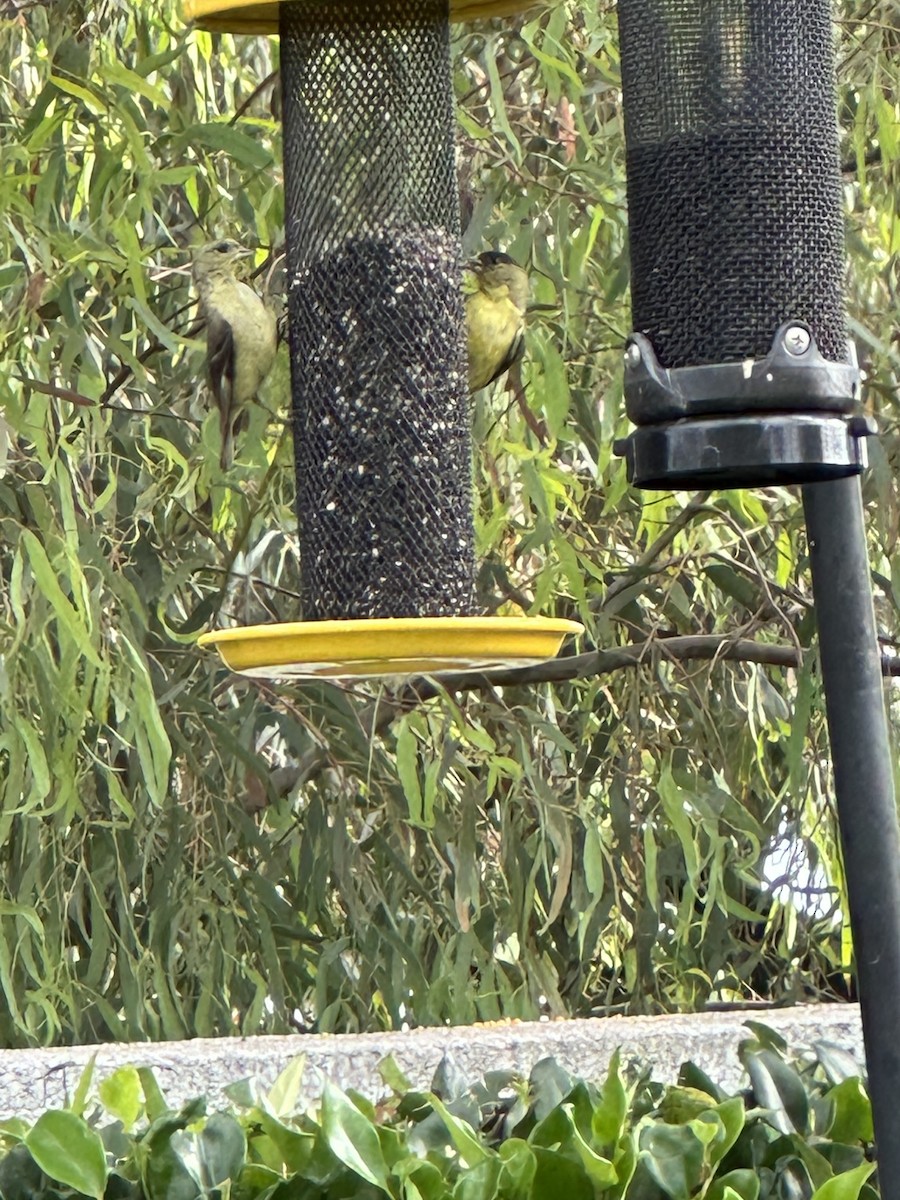 Lesser Goldfinch - Sally Numrich