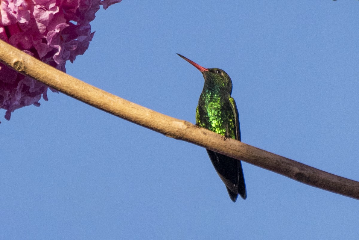 Glittering-bellied Emerald - ML620671766