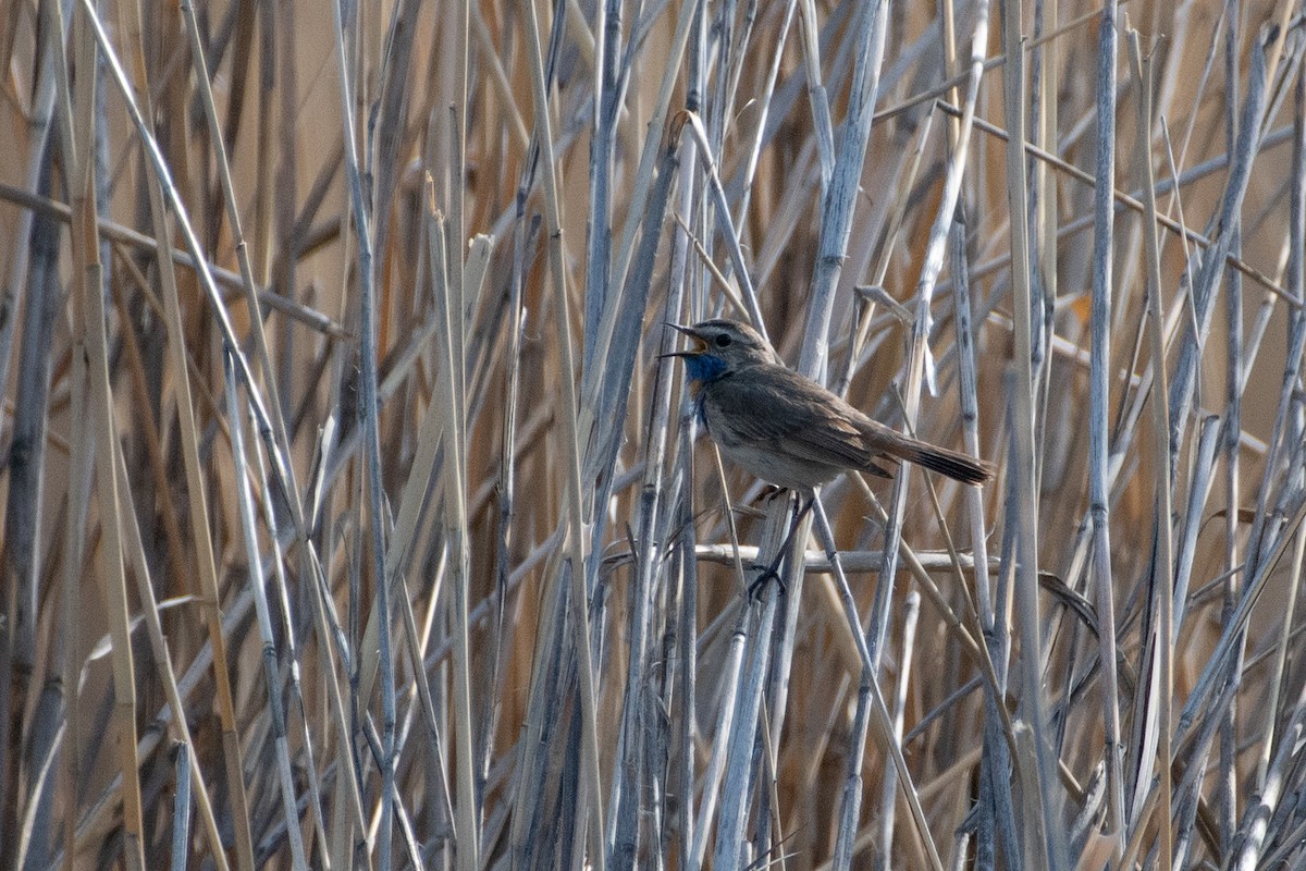 Bluethroat (Red-spotted) - ML620671768